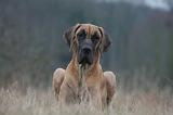 DOGUE ALLEMAND 697